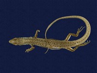 藏品(印度蜓蜥)的圖片